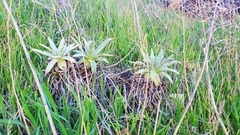 Dudleya virens insularis
