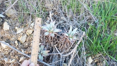 Dudleya virens insularis