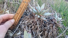 Dudleya virens insularis