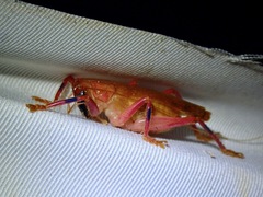 Gryllacrididae