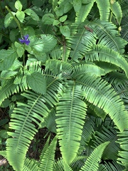 Dicranopteris linearis