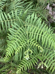 Dicranopteris linearis