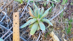 Dudleya virens insularis