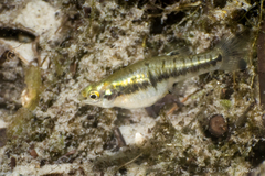 Heterandria formosa