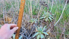 Dudleya virens insularis