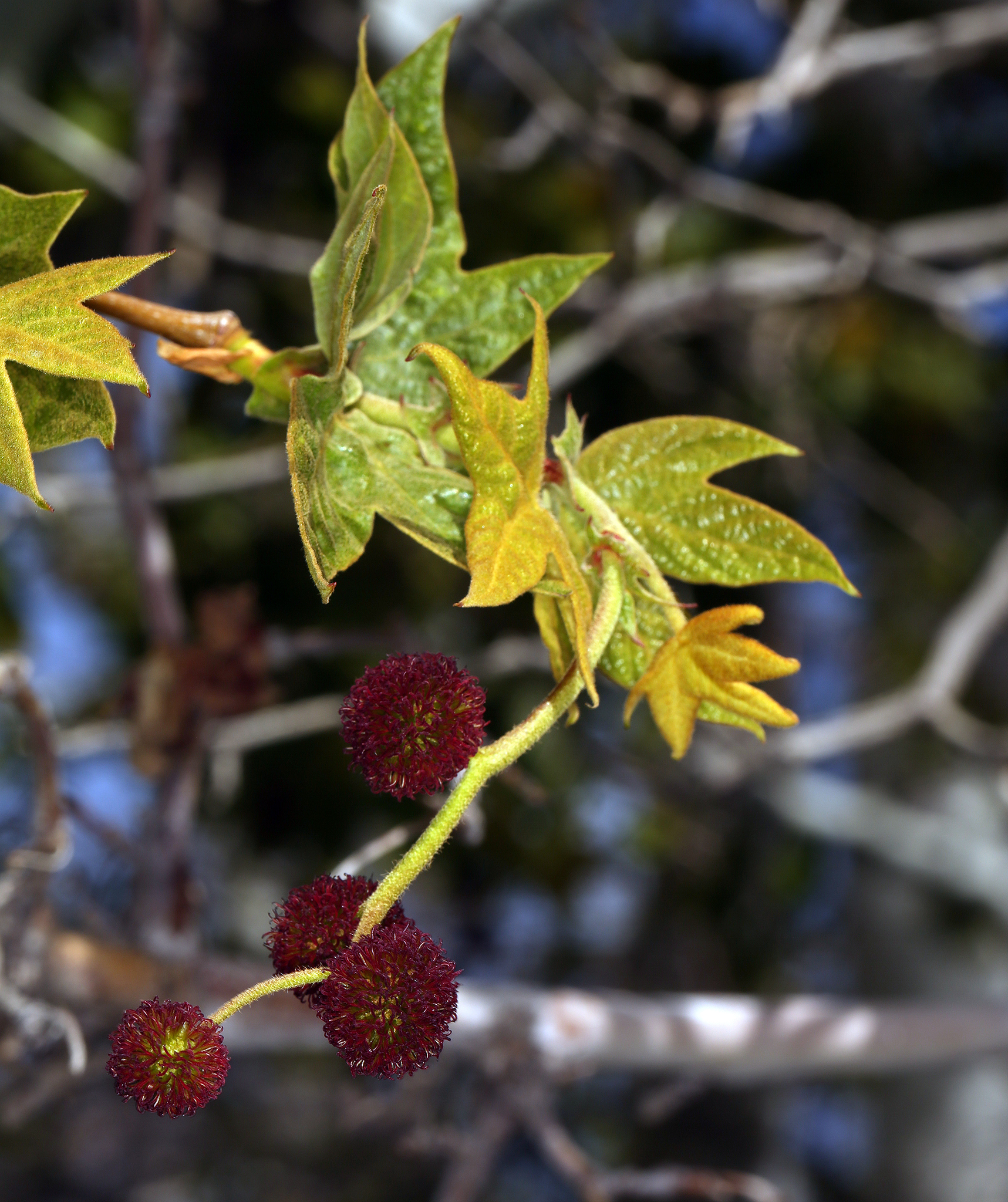Platanaceae