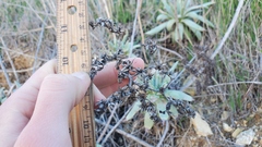 Dudleya virens insularis