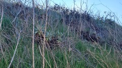 Dudleya virens insularis