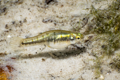 Heterandria formosa