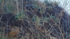 Dudleya virens insularis