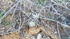 Dudleya virens insularis