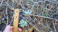 Dudleya virens insularis