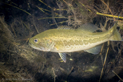 Micropterus floridanus