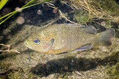 Lepomis punctatus