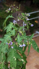 Amegilla bombiformis