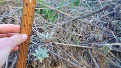 Dudleya virens insularis