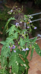 Amegilla bombiformis