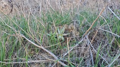 Dudleya virens insularis