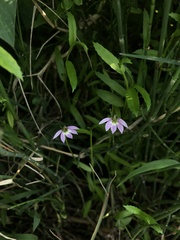 Lobelia chinensis