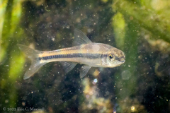 Notropis petersoni