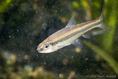 Notropis petersoni