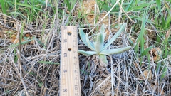 Dudleya virens insularis