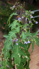 Amegilla bombiformis