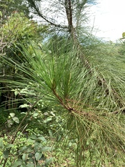 Pinus taiwanensis