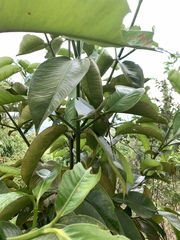 Garcinia