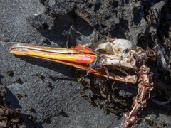 Poikilocarbo gaimardi