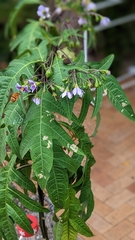 Amegilla bombiformis