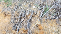 Dudleya virens insularis