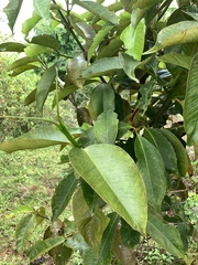 Garcinia