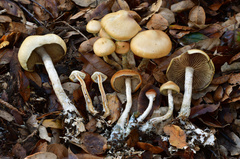 Psilocybe azurescens