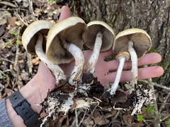 Psilocybe azurescens