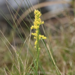 Solidago mexicana