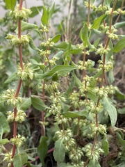 Rumex dentatus