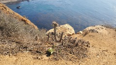 Cylindropuntia prolifera