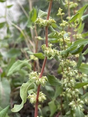 Rumex dentatus