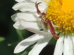 Misumenoides formosipes