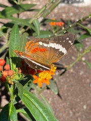 Anartia fatima colima