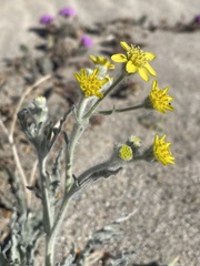 Baileya pauciradiata