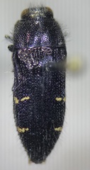 Acmaeodera angelica