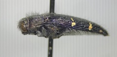 Acmaeodera angelica