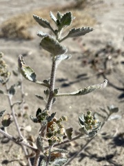 Dicoria canescens