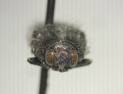 Acmaeodera angelica