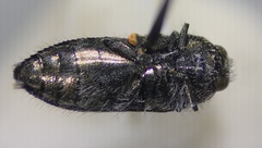 Acmaeodera angelica