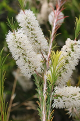 Melaleuca armillaris armillaris
