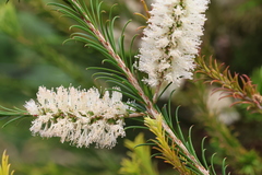 Melaleuca armillaris armillaris
