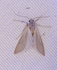 Acentria ephemerella